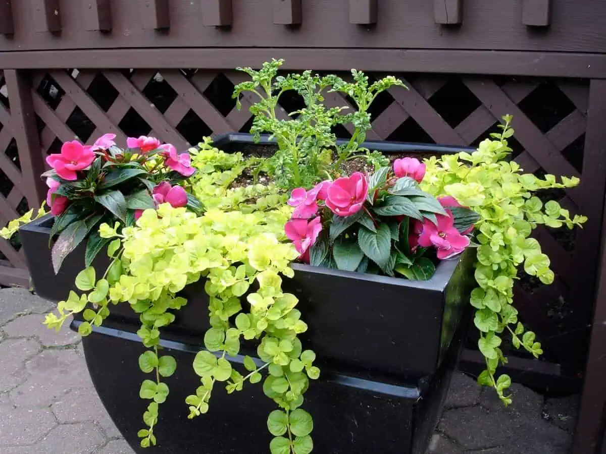 Big container - creeping jenny and impatients Big container - creeping jenny and impatients