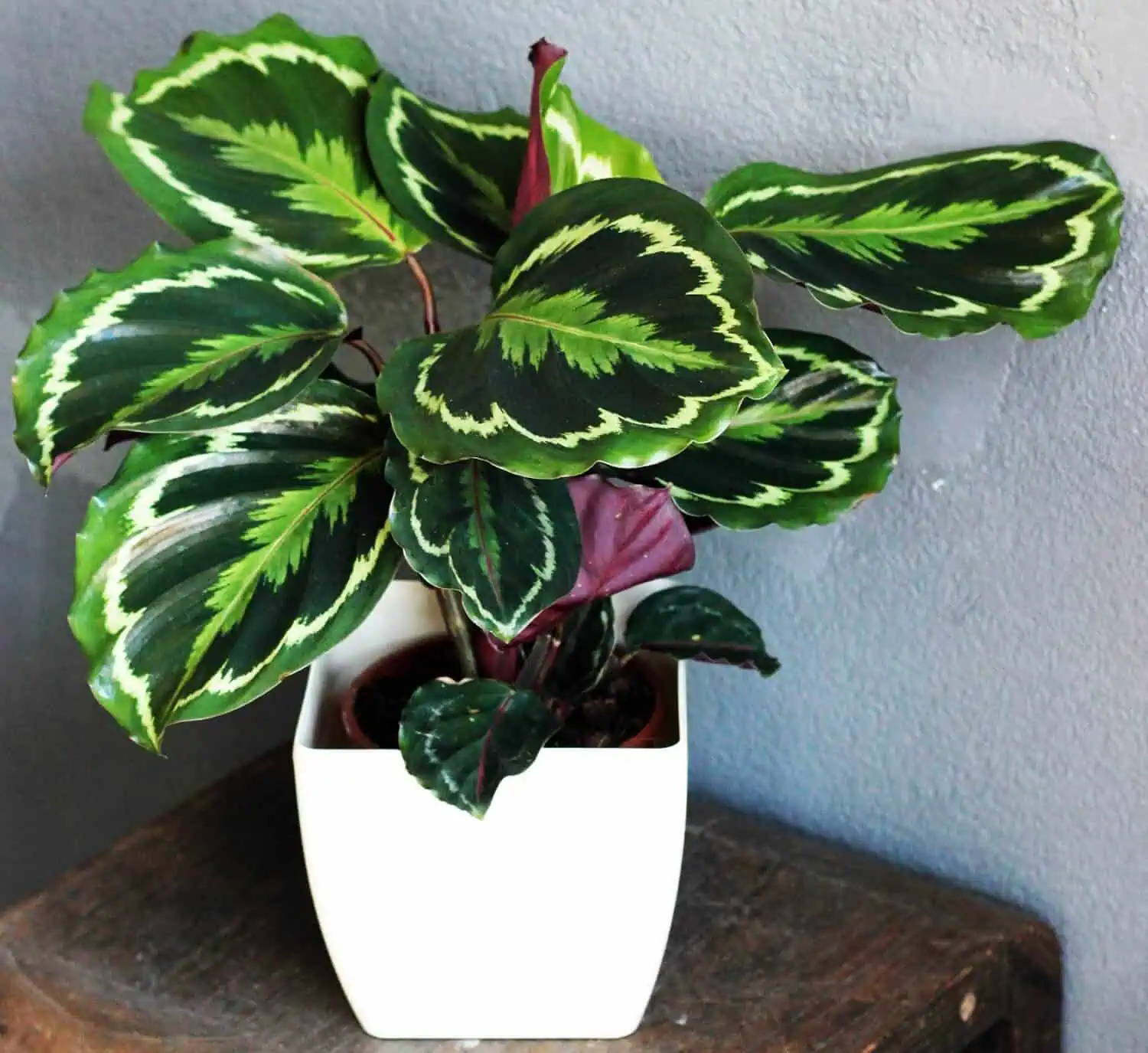 Calathea medallion plant care featured