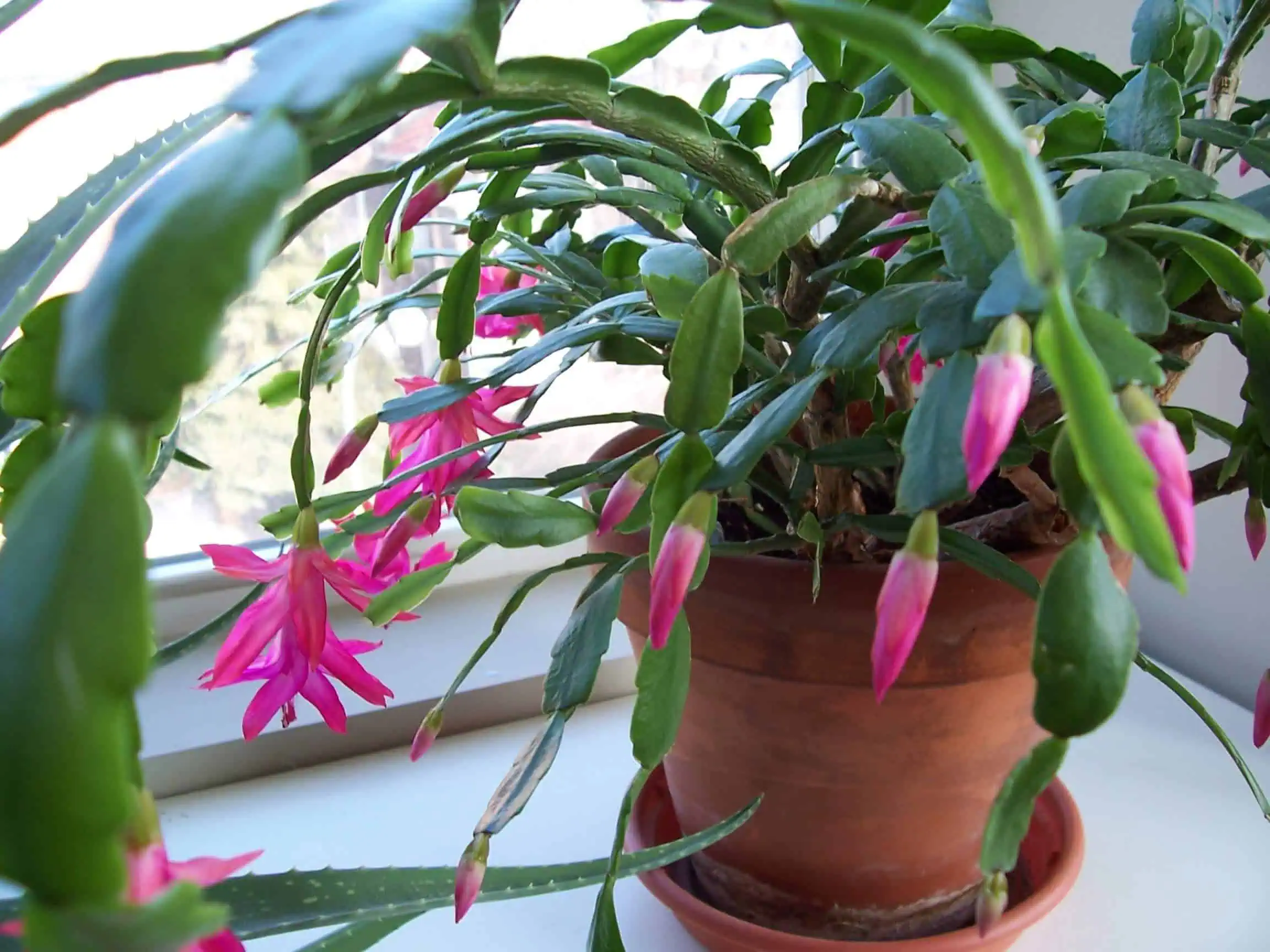 Christmas cactus about to bloom