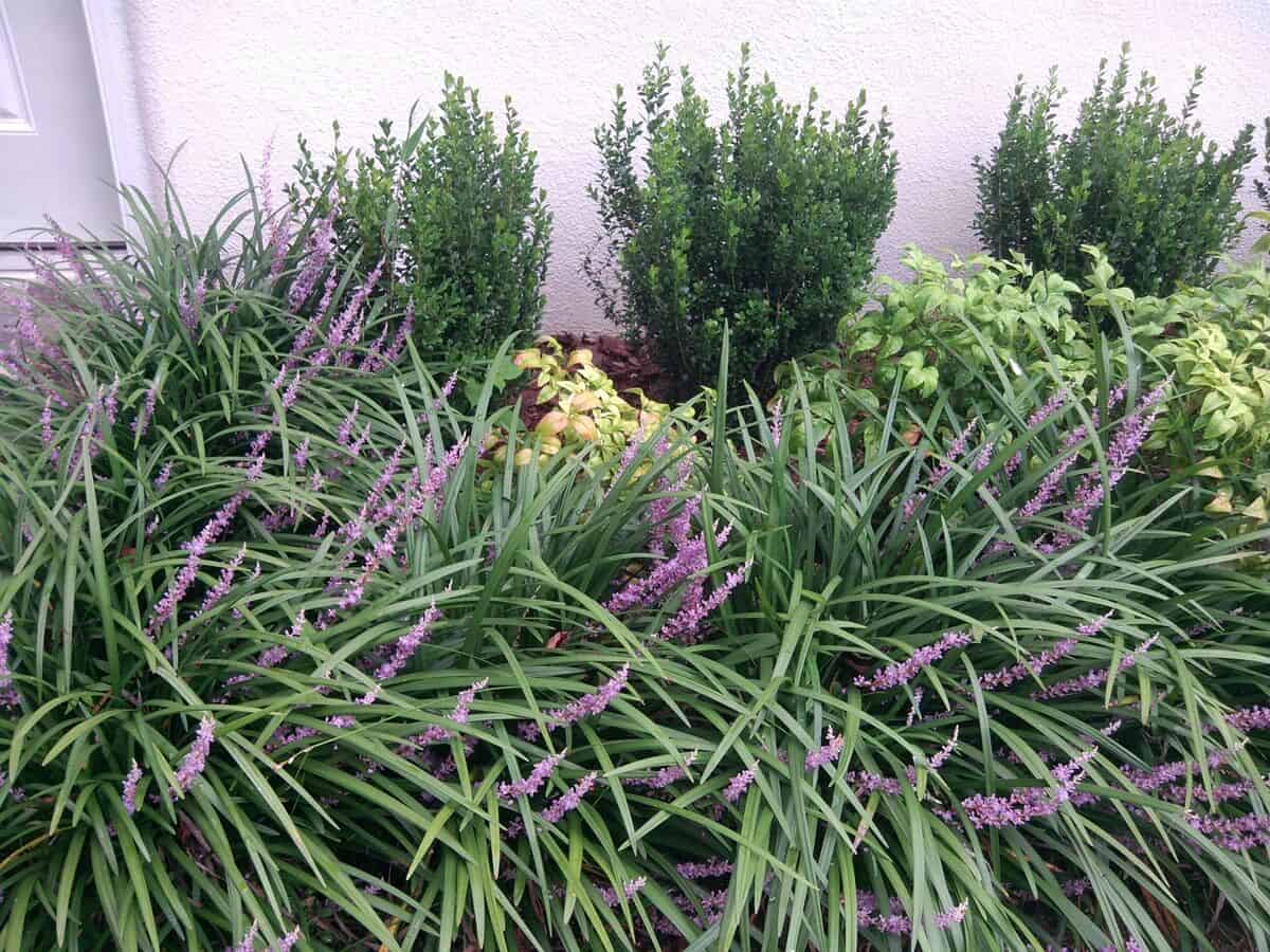 Giant liriope in bloom, dwarf nandina, and boxwood Giant liriope in bloom, dwarf nandina, and boxwood