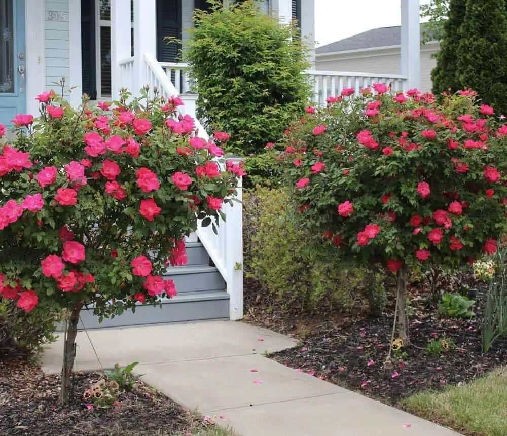 Knockout red rose trees Knockout red rose trees