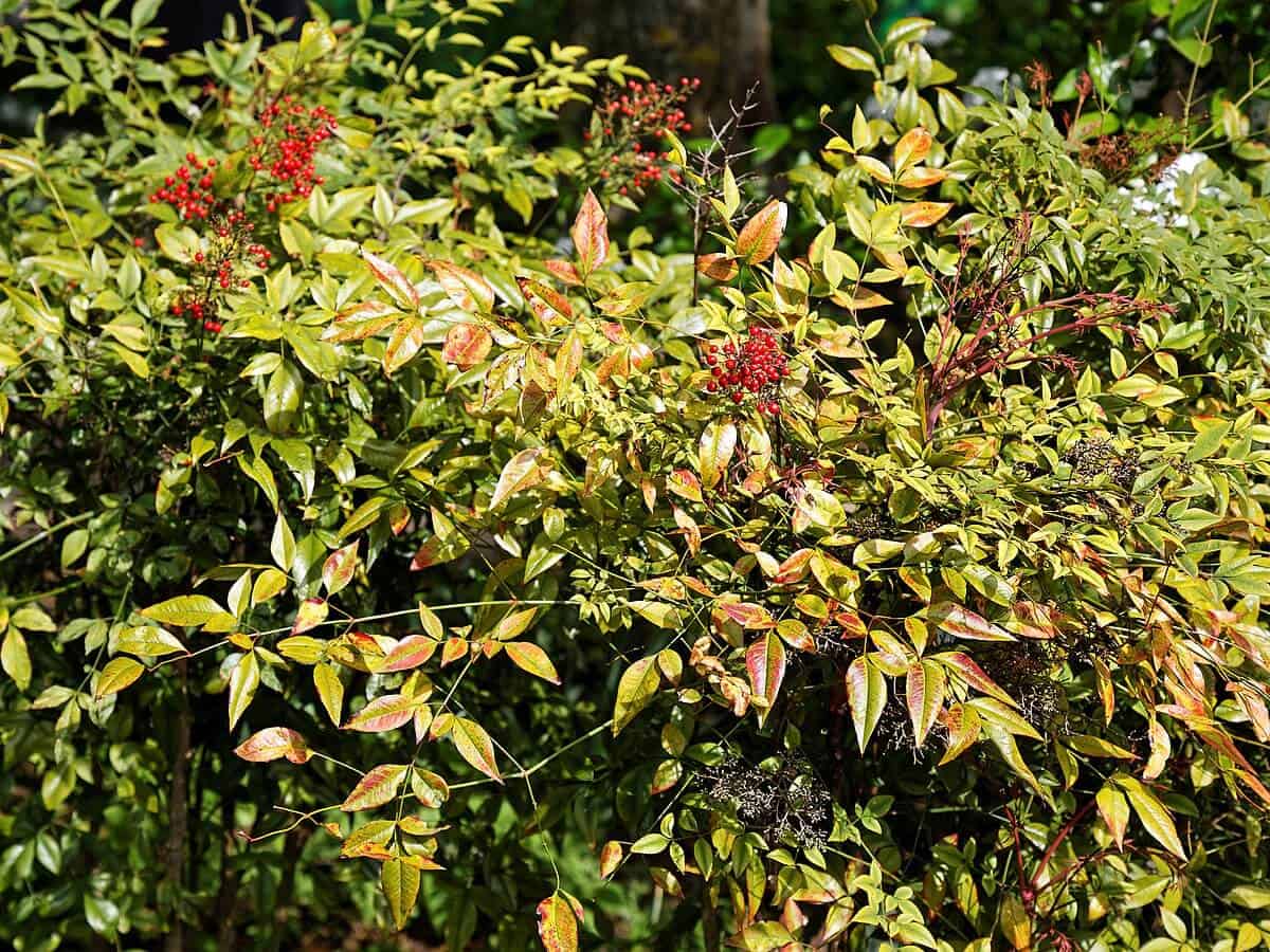 Nandina domestica - Heavenly bamboo Nandina domestica - Heavenly bamboo
