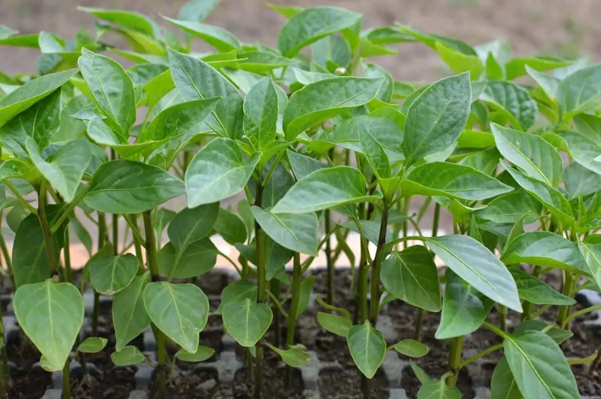 what to plant in may - pepper seedlings