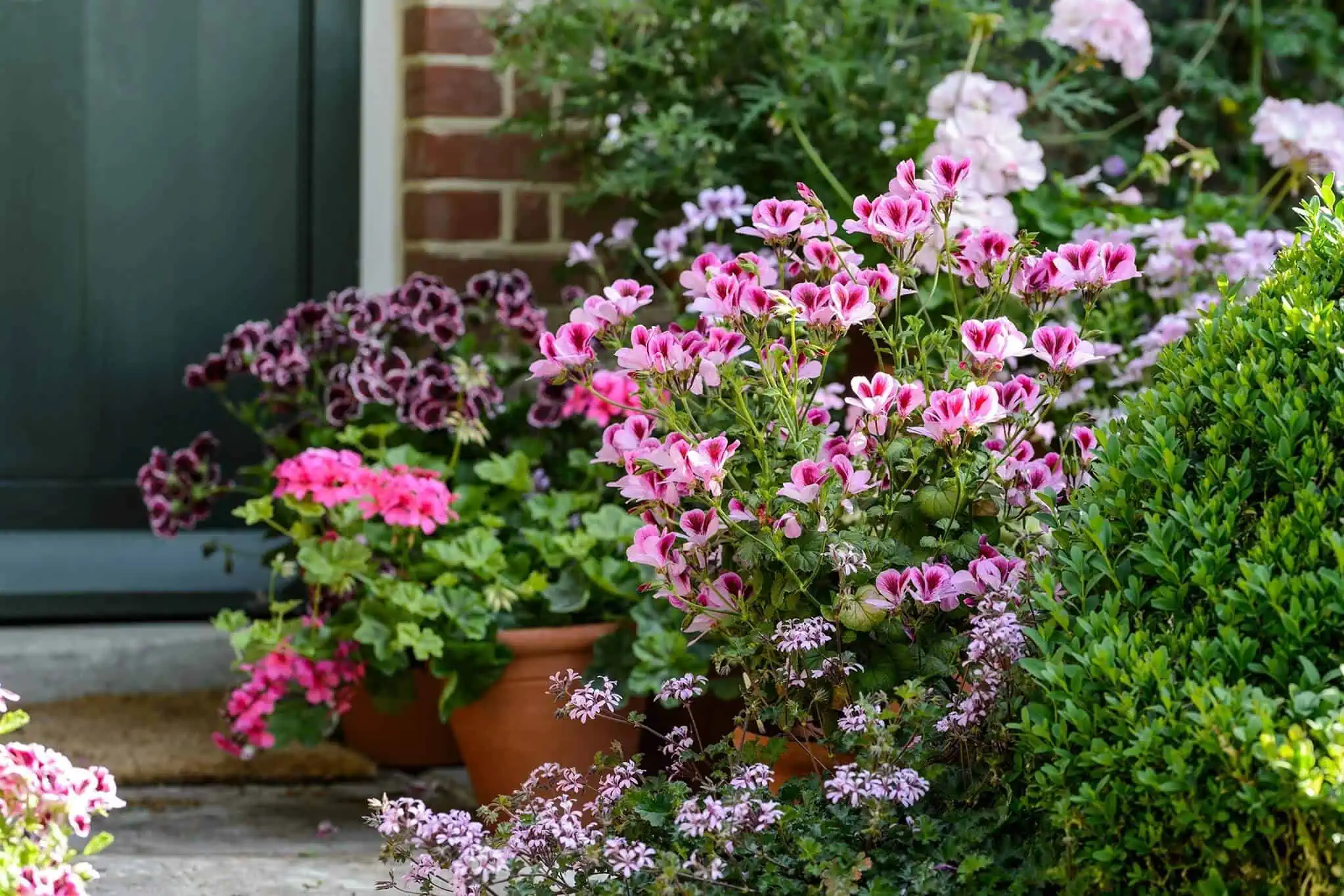 Plants for the Front of Your House Featured