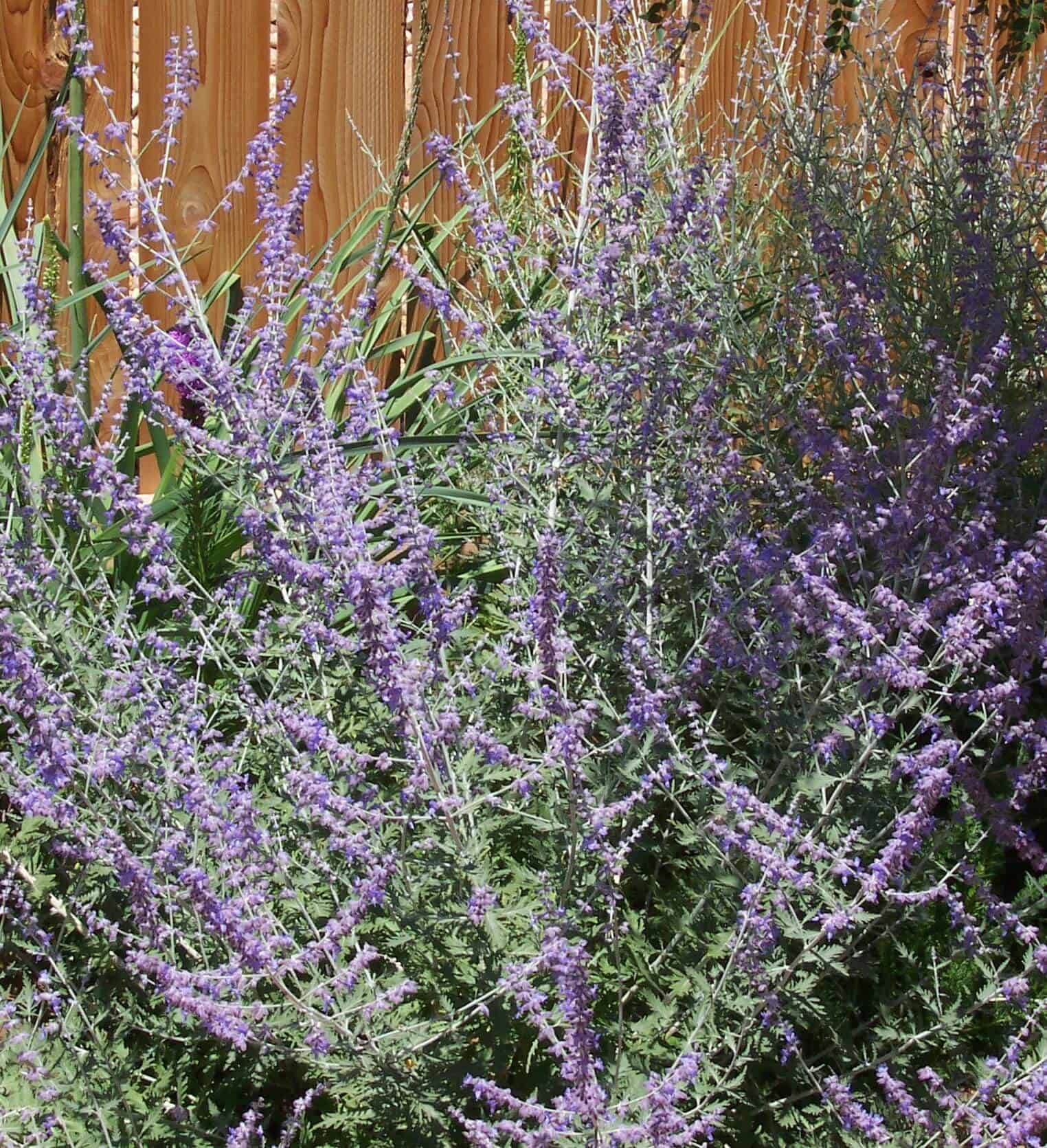Russian sage - Perovskia atriplicifolia Russian sage - Perovskia atriplicifolia