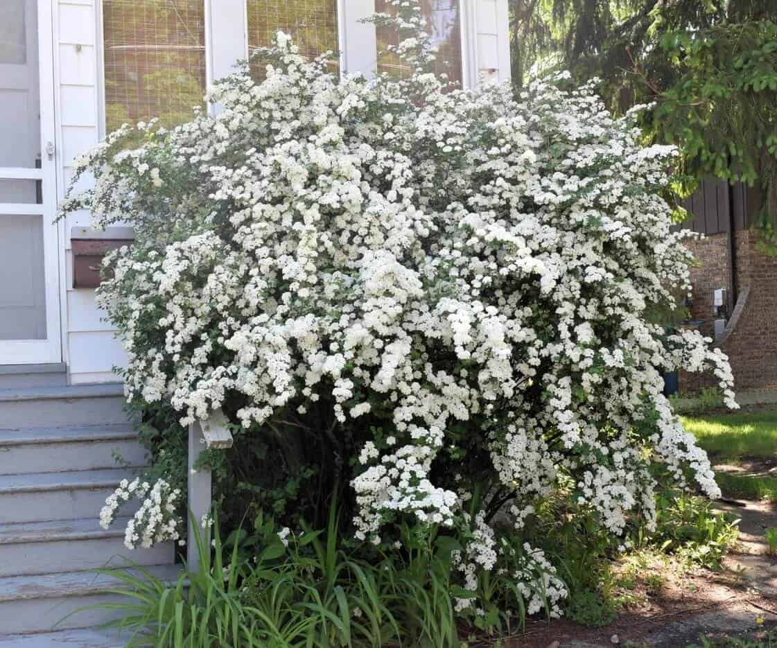 Spirea Spirea