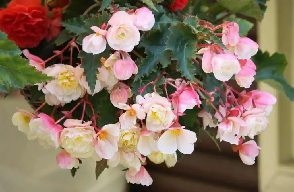 Begonia