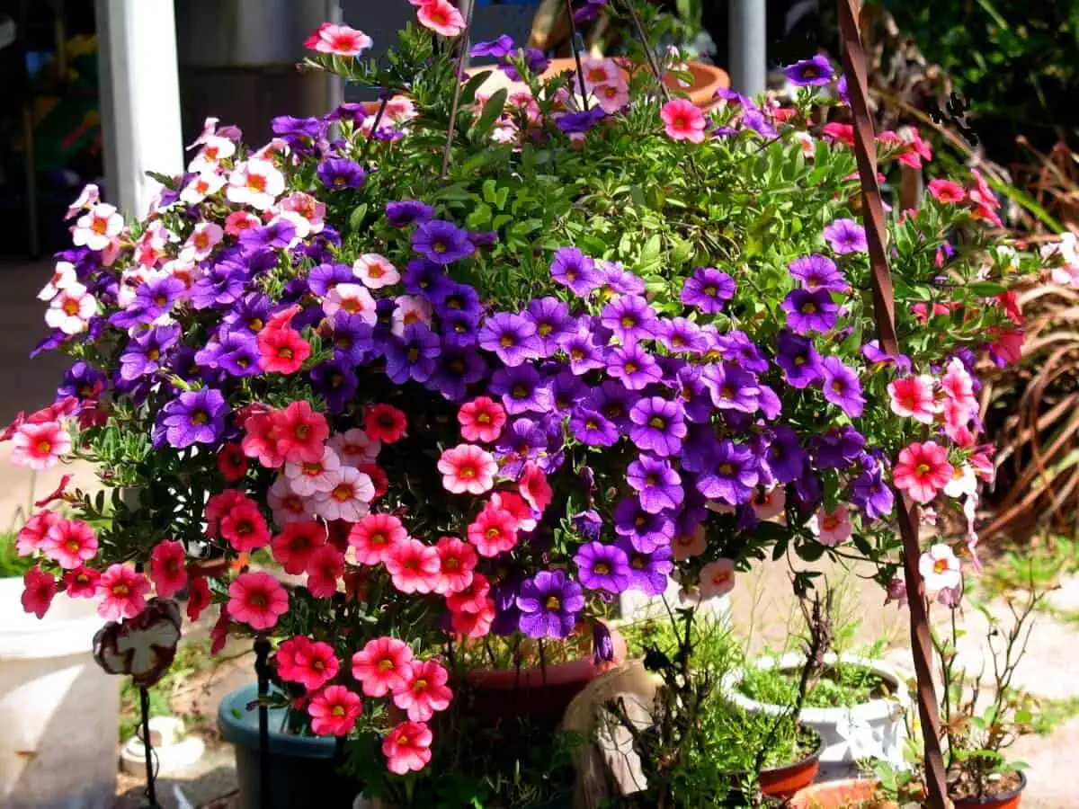 Calibrachoa - Million Bells Calibrachoa - Million Bells