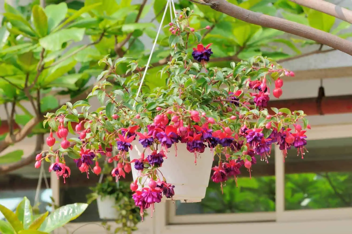 Fuschias