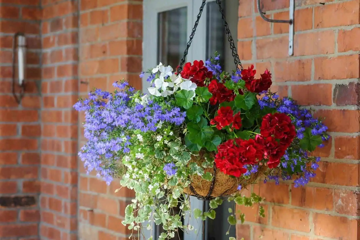 Geranium Geranium mixed with other hanging basket flowers