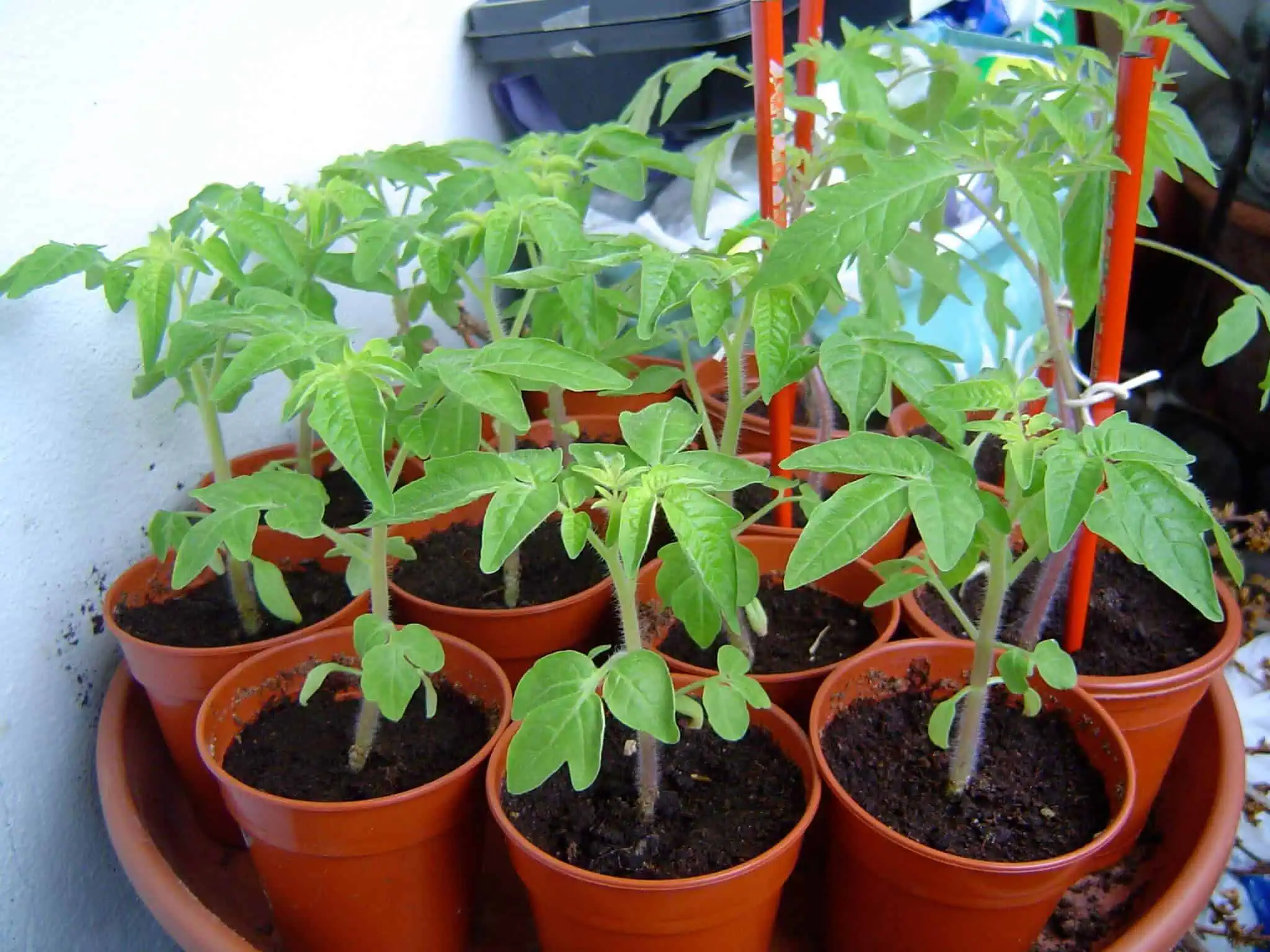 Growing roma tomatoes in pots