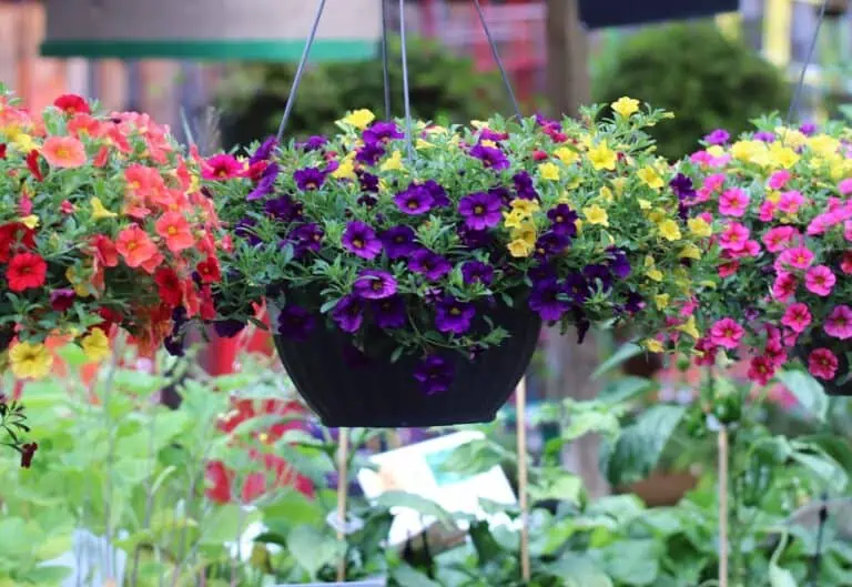 Hanging Basket Flowers Featured