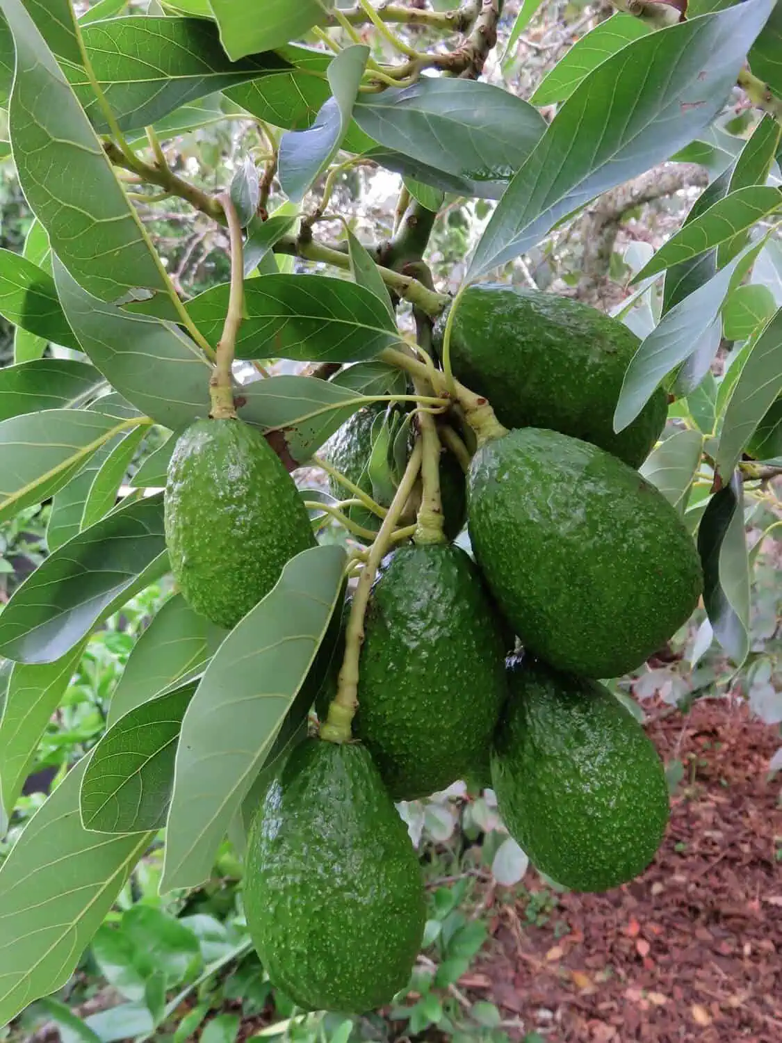 How to Grow Avocado from Seed