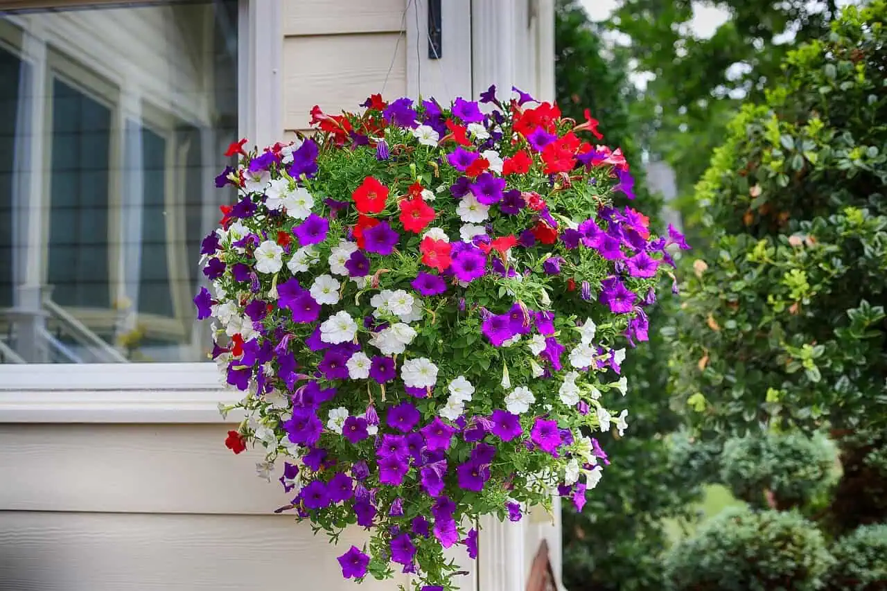 Petunias in hanging baskets Petunias in hanging baskets