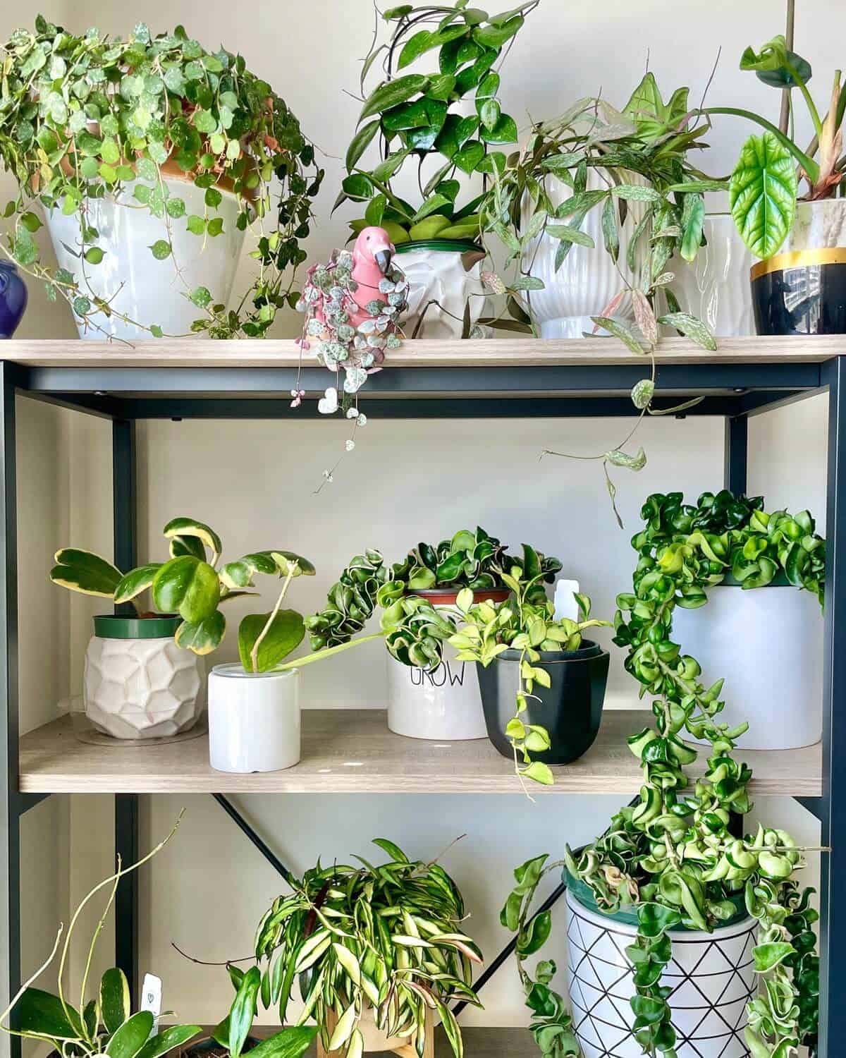Plant Shelf Styling Ideas: 11 Tips for a Balanced Look - Hort Zone