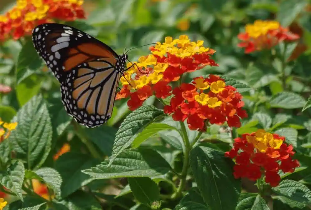 A Butterfly on Flowering Lantana