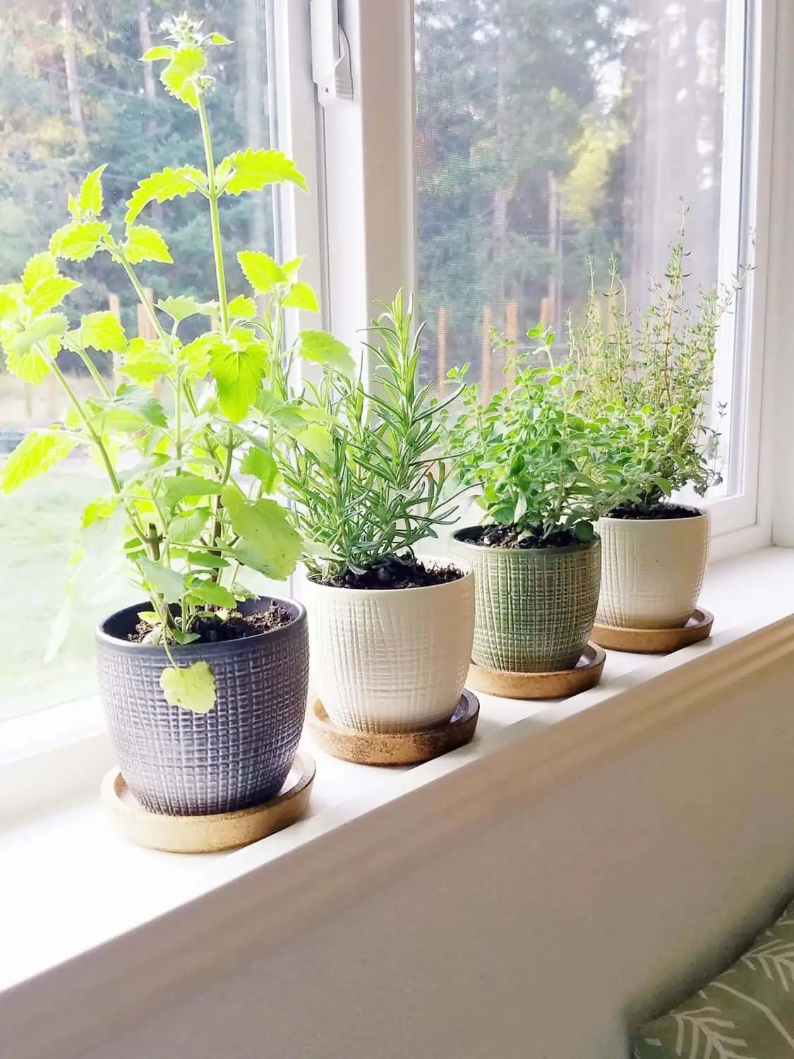 Assemble a Mini Herb Garden on the Windowsill