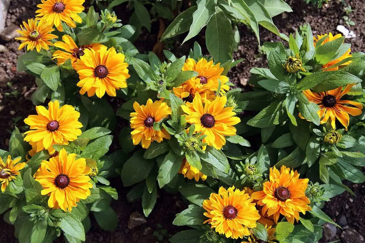 Black eyed Susan - Rudbeckia hirta