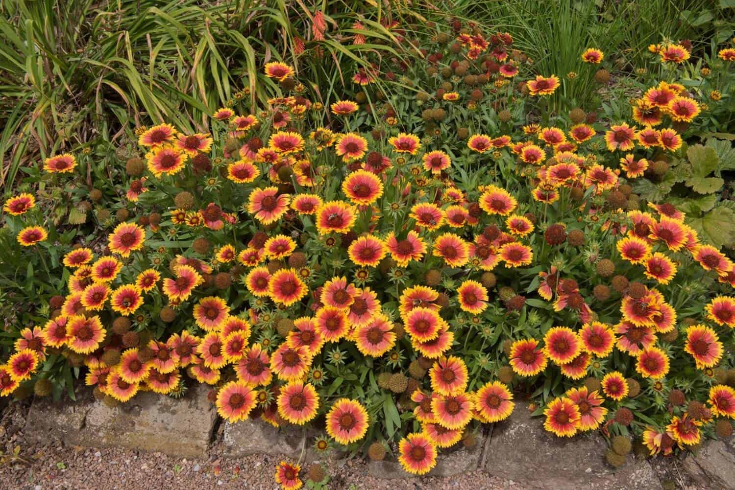 Blanket flower - Gaillardia