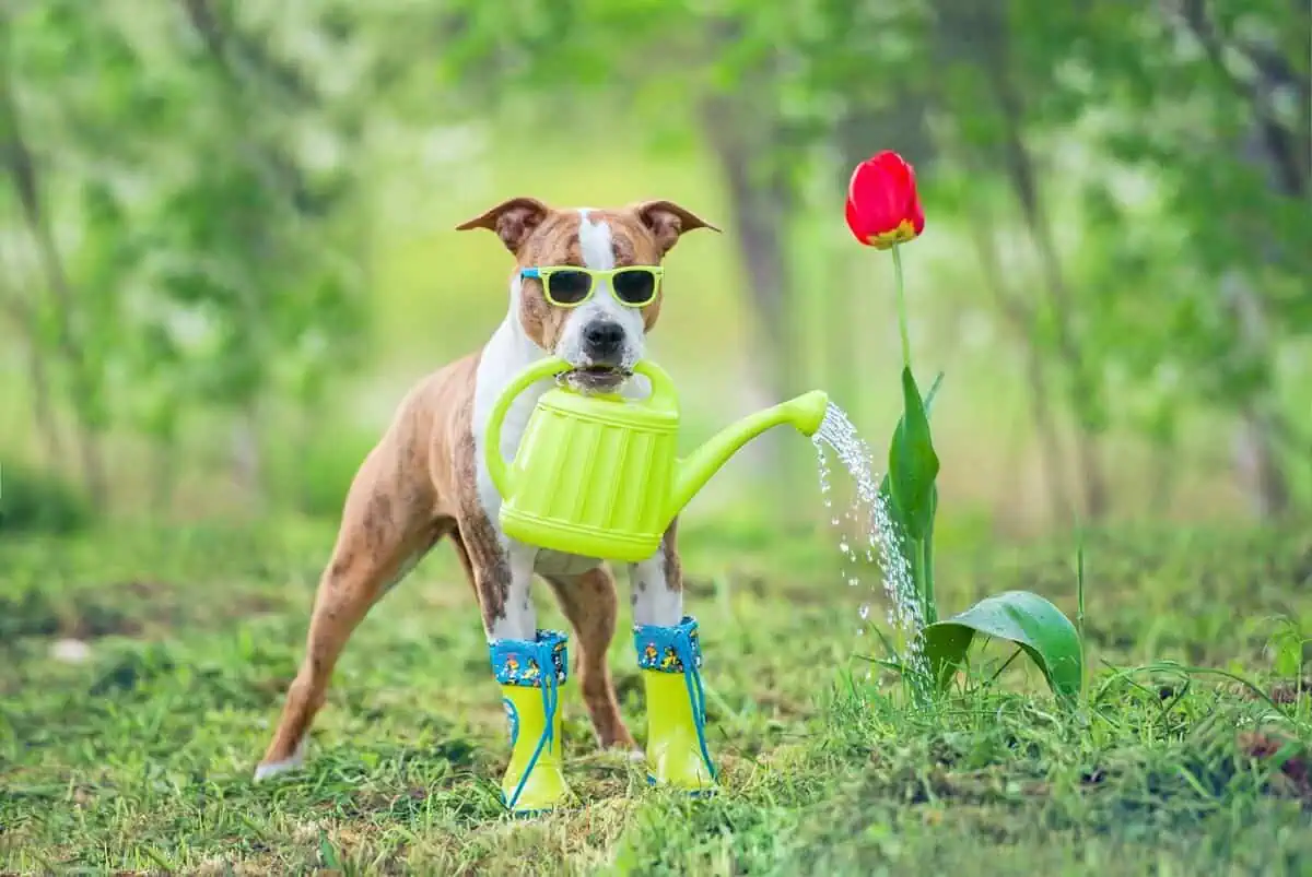 Bulb plants - dog watering a Tulip