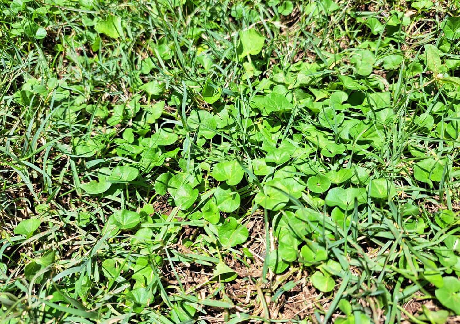 Carolina ponyfoot - Dichondra carolinensis) Carolina ponyfoot - Dichondra carolinensis)