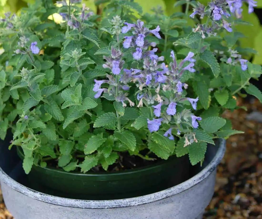 Catmint - Nepeta