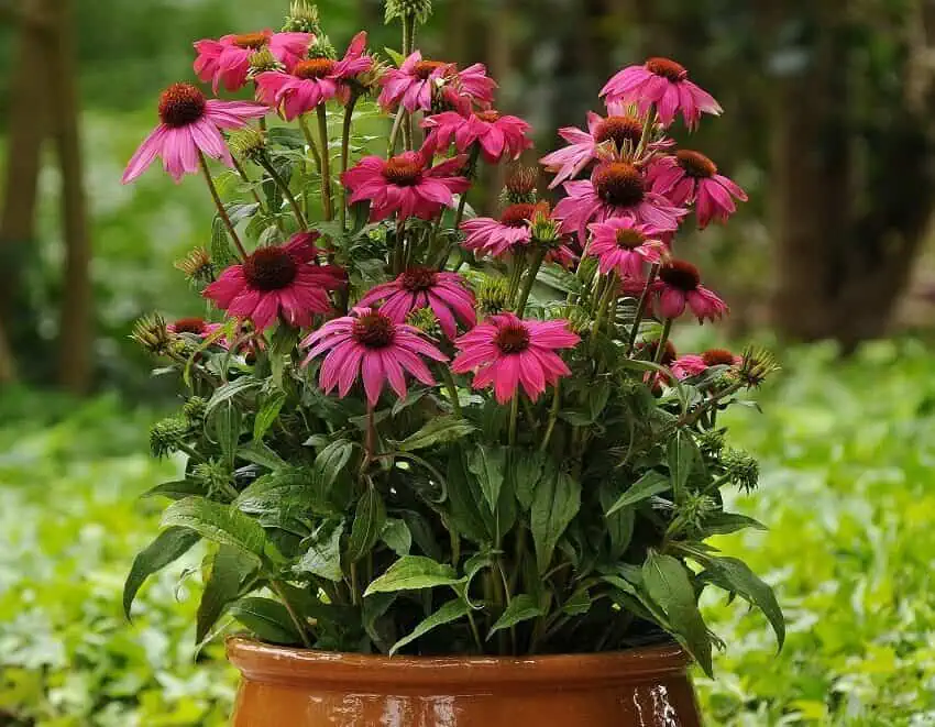 Coneflower in Pots