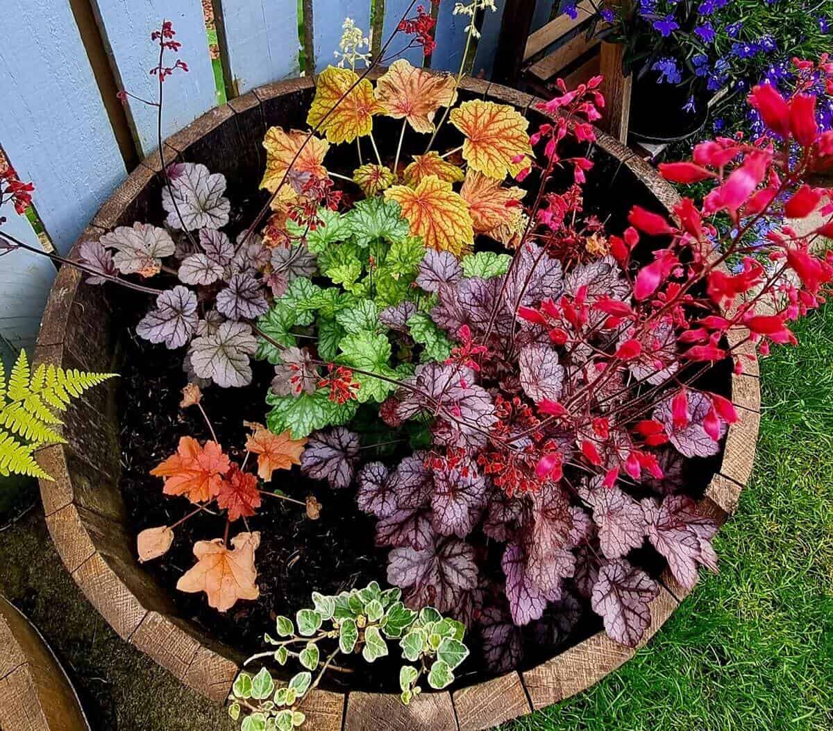 Coral bells - Heuchera