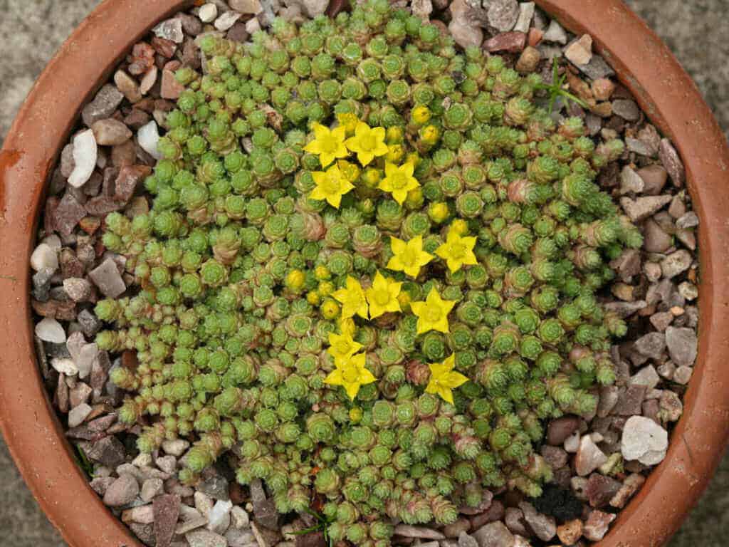 Creeping sedum stonecrop