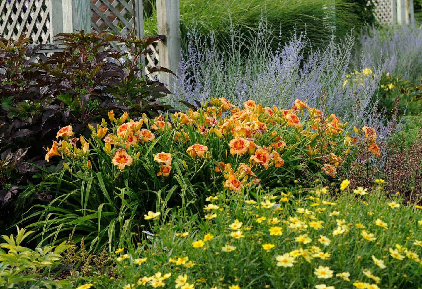 Daylilies in companion with other plants