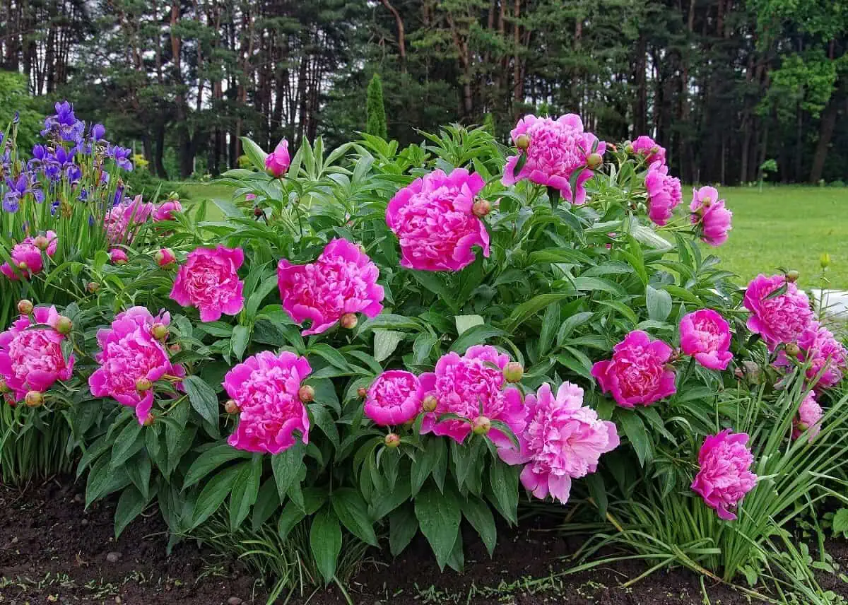 Flowering Peonies