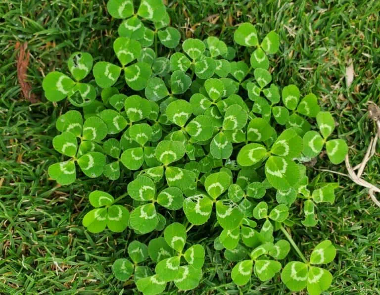 How to get rid of clover in your lawn featured