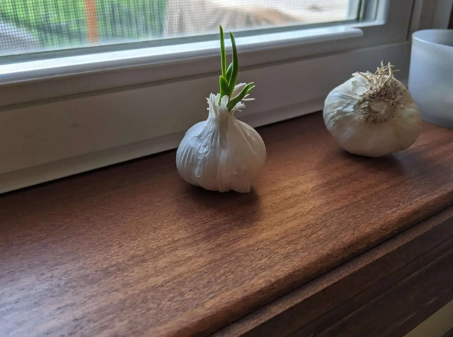 Light is essential for garlic growth indoors