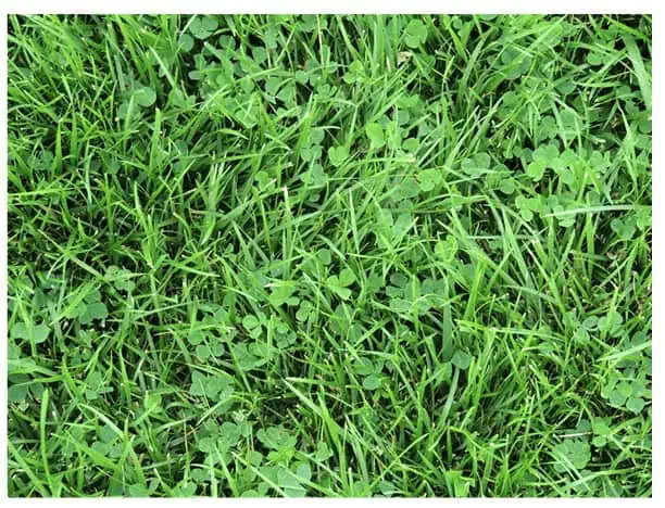 Mixture of grass and microclover Mixture of grass and microclover