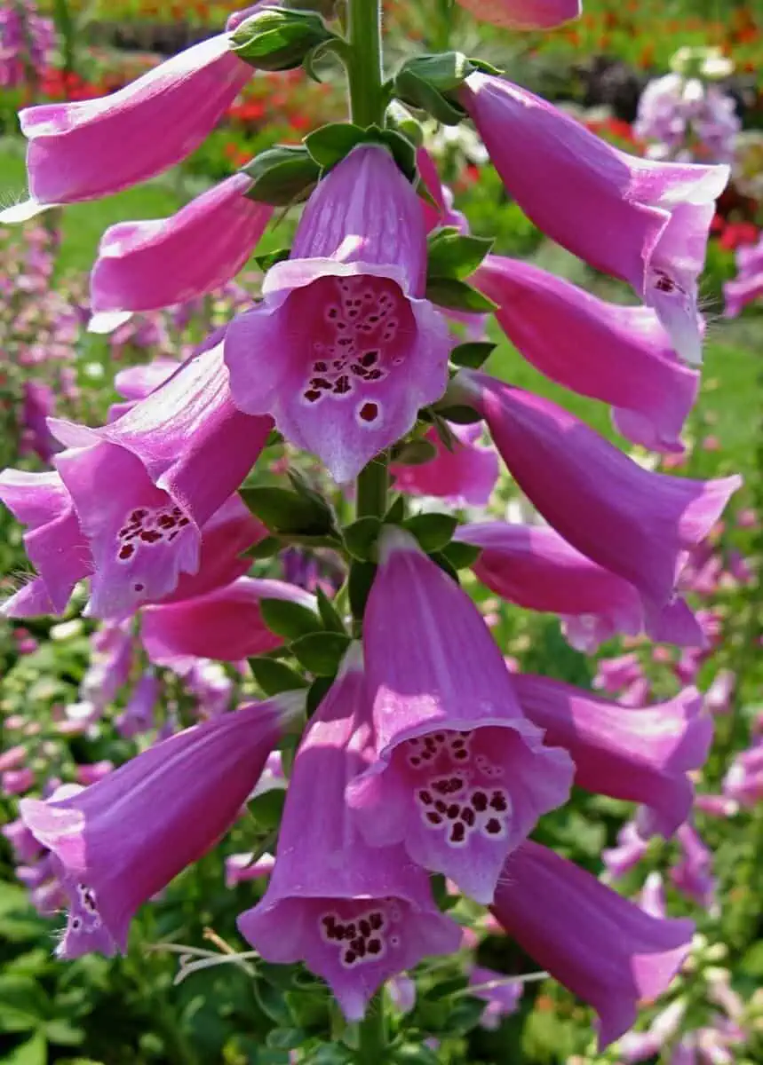 Perennial Flowers -Foxglove - Digitalis purpurea