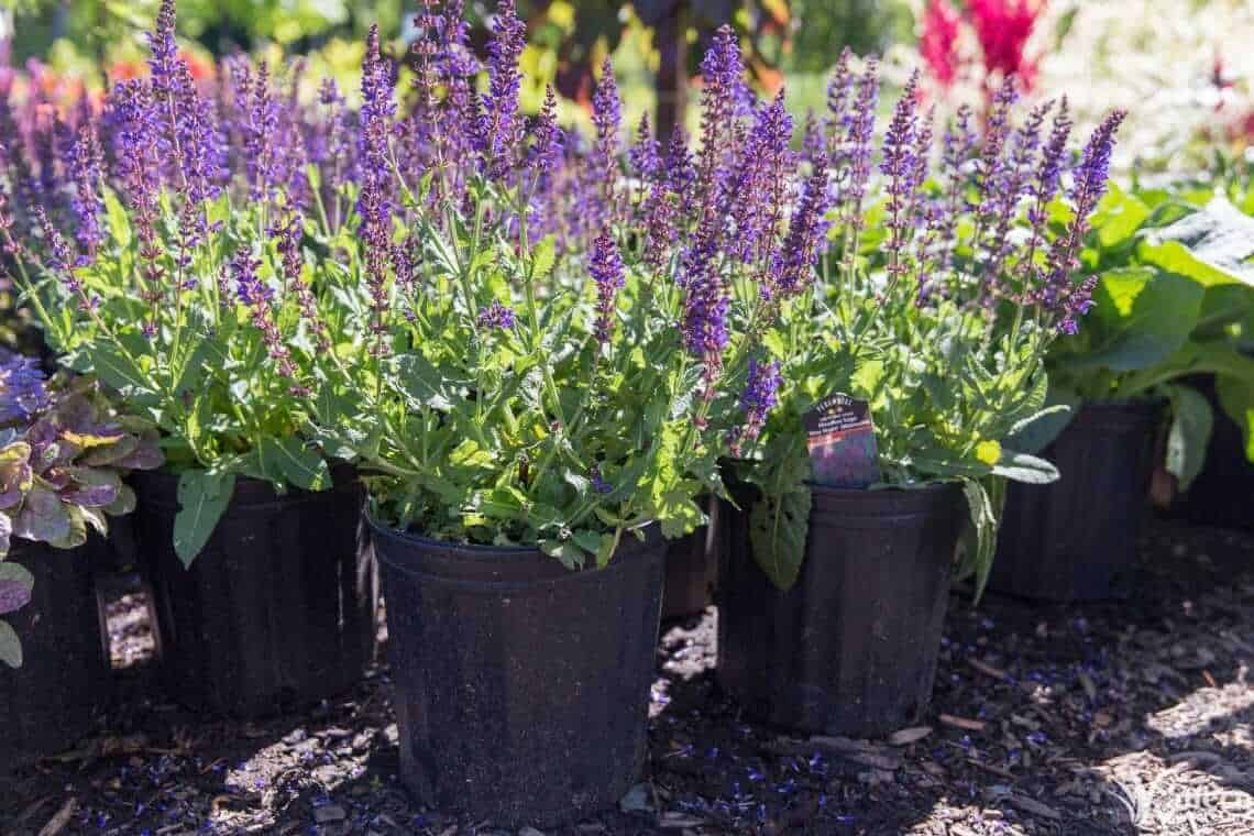 Salvia plants by Kalleco Nursery