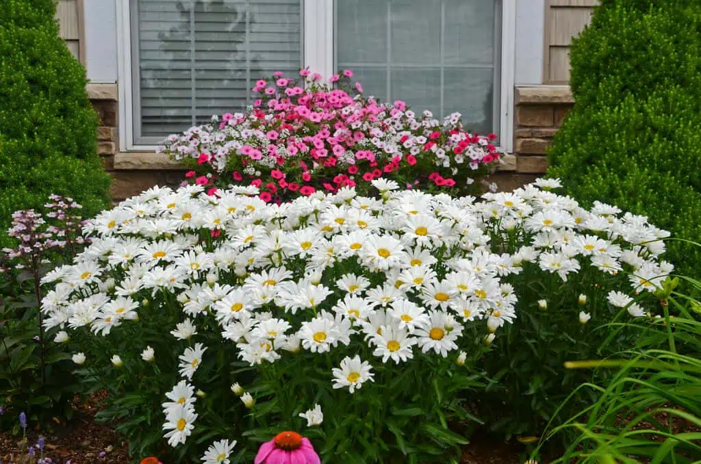 Shasta Daisies - Leucanthemum_daisy