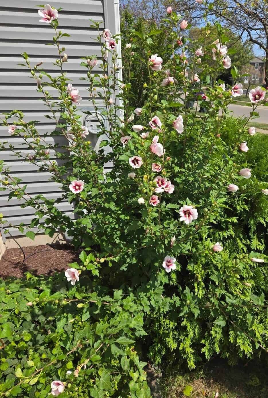 Shrubs - Rose of Sharon - Hibiscus syriacus