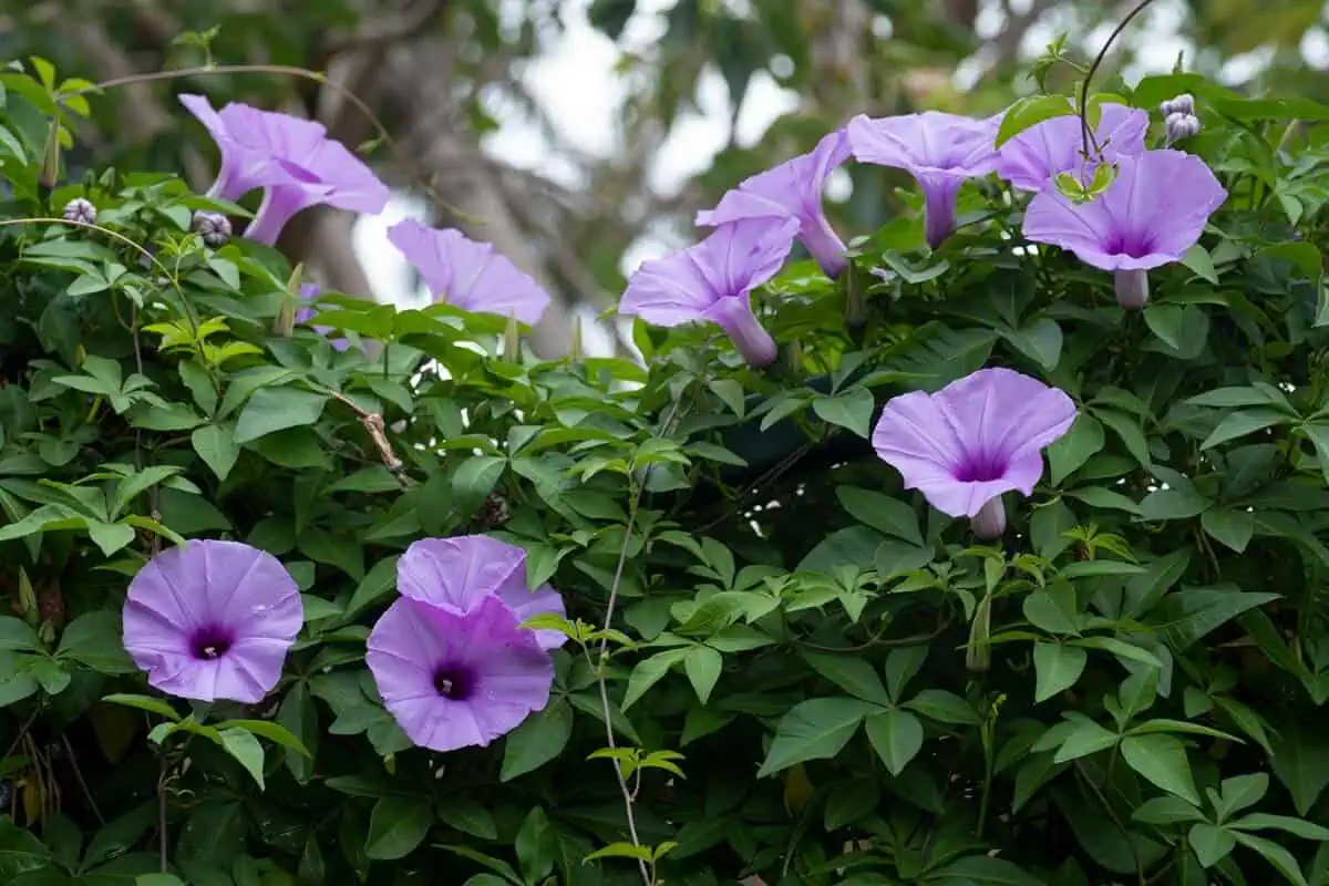 Vines - Morning glory - Ipomoea tricolor