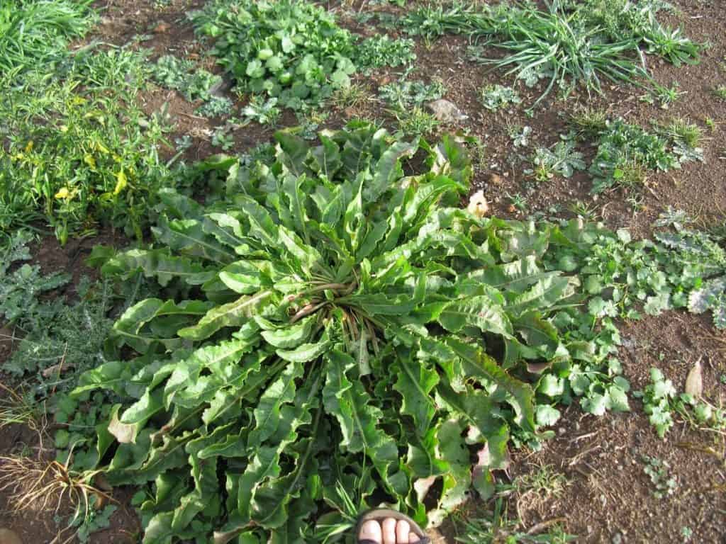 Weeds - Yellow dock or curly dock - Rumex crispus