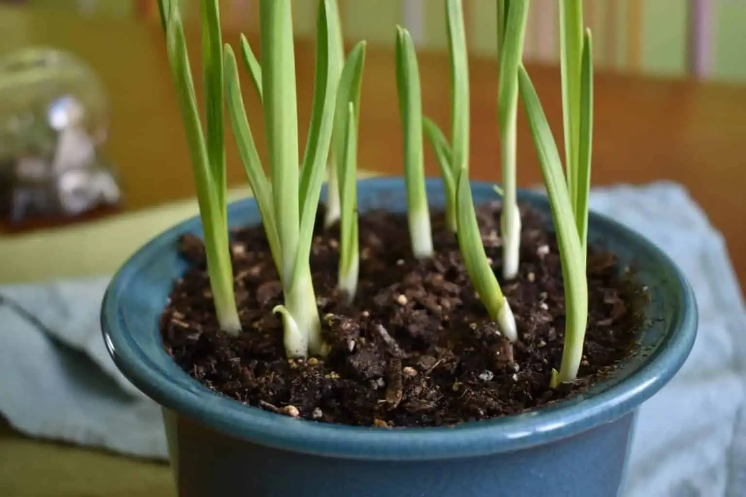 Growing garlic indoors - suitable containers