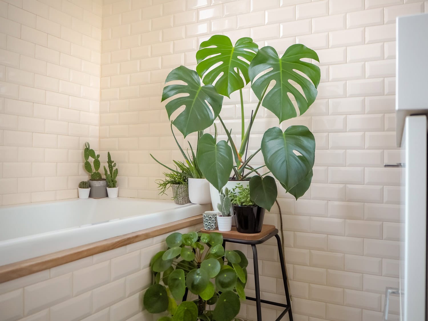 Bathroom plants - factors to consider Bathroom plants - factors to consider