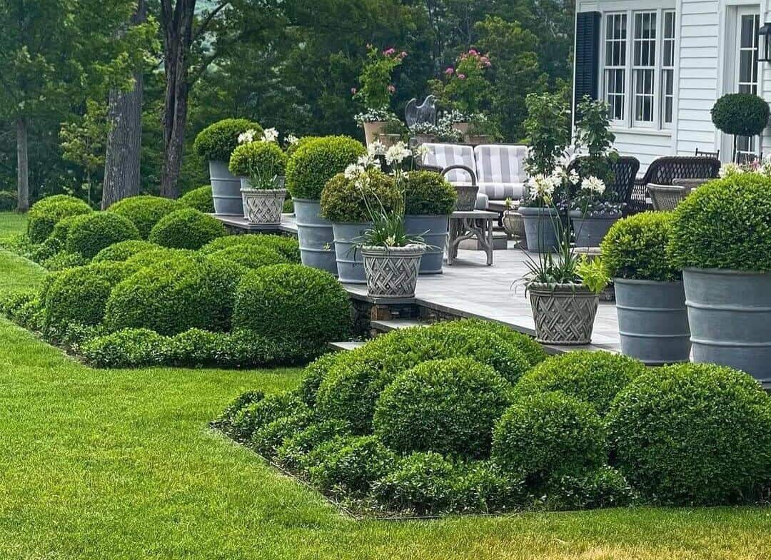 Best Plants for Instant Curb Appeal - Boxwood plants in pots - front