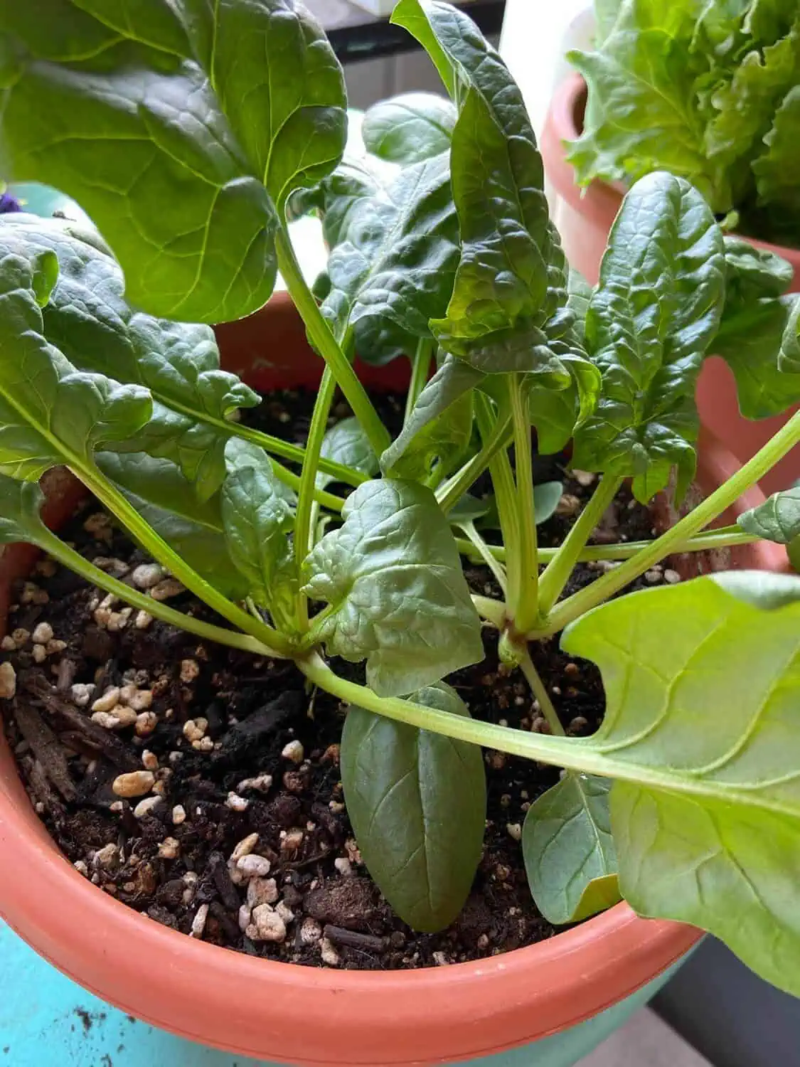 How to Grow Spinach in Pots  - 13 Practical Tips