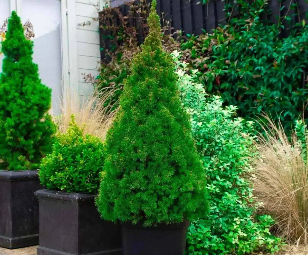 Mix color and texture - Dwarf alberta spruce - Picea glauca conica