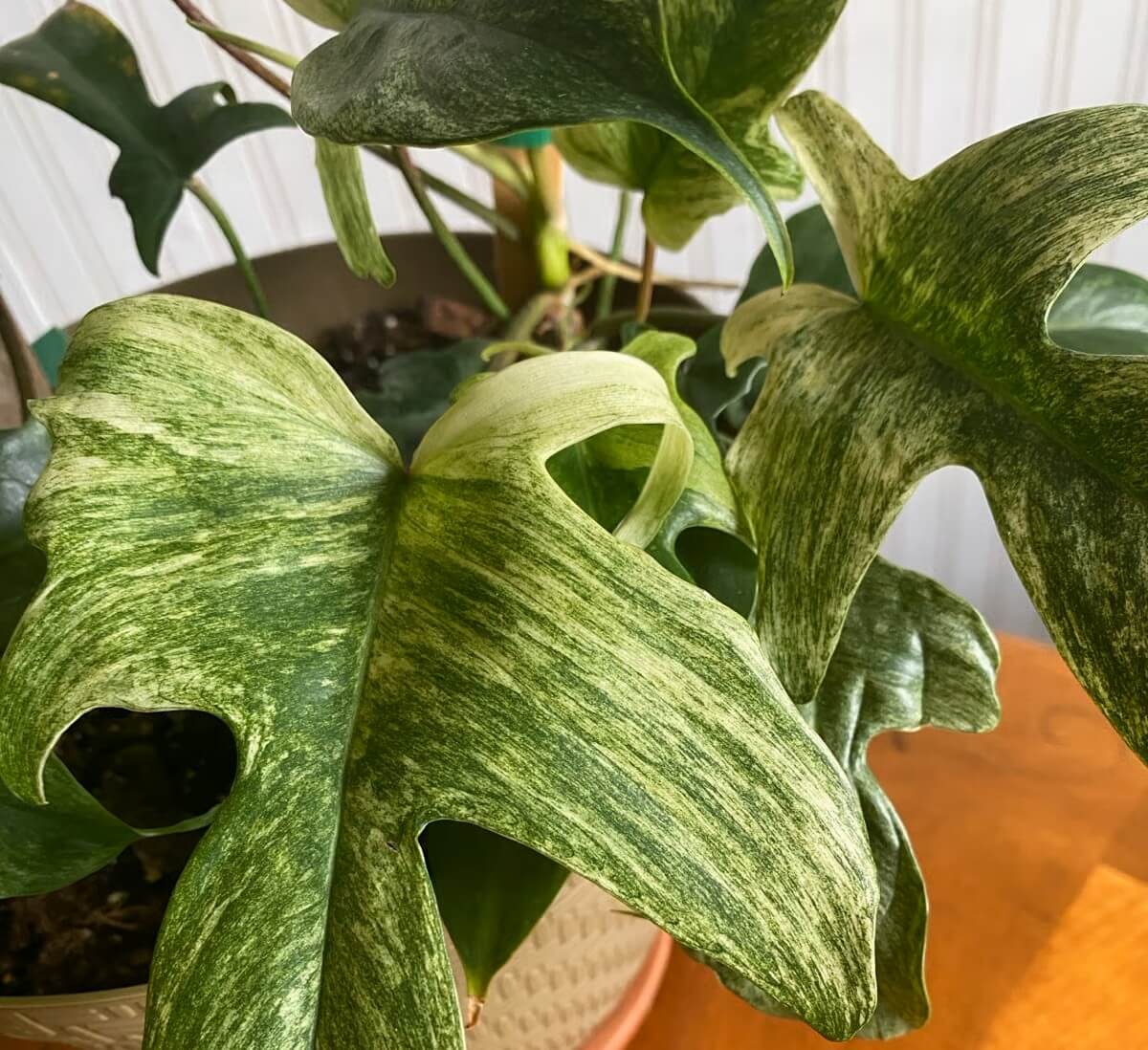 How to care for florida ghost philodendron in pots