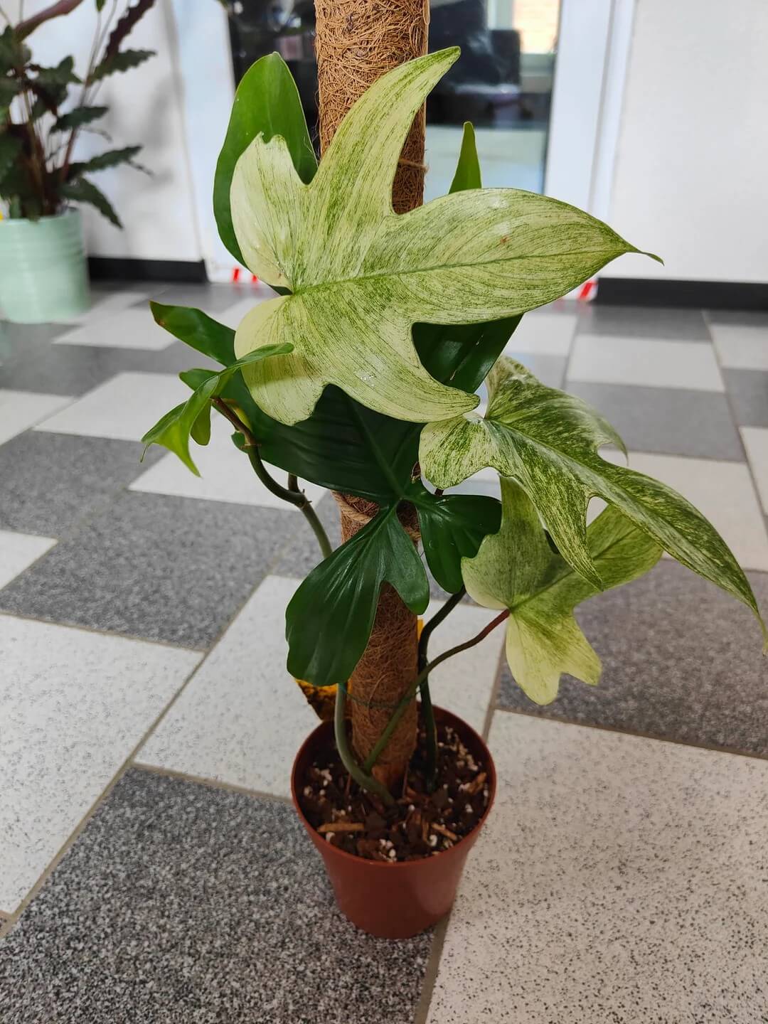 Easy Tips for Growing Florida Ghost in Containers