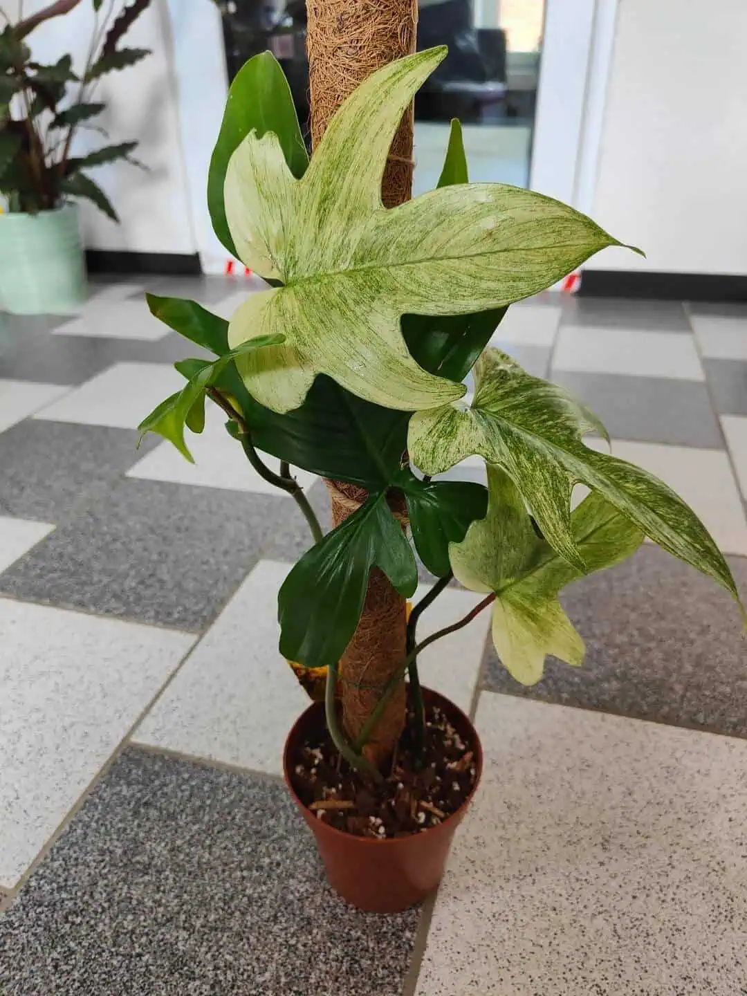Easy Tips for Growing Florida Ghost in Containers