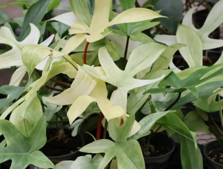 Florida Ghost Philodendron in Pots Featured