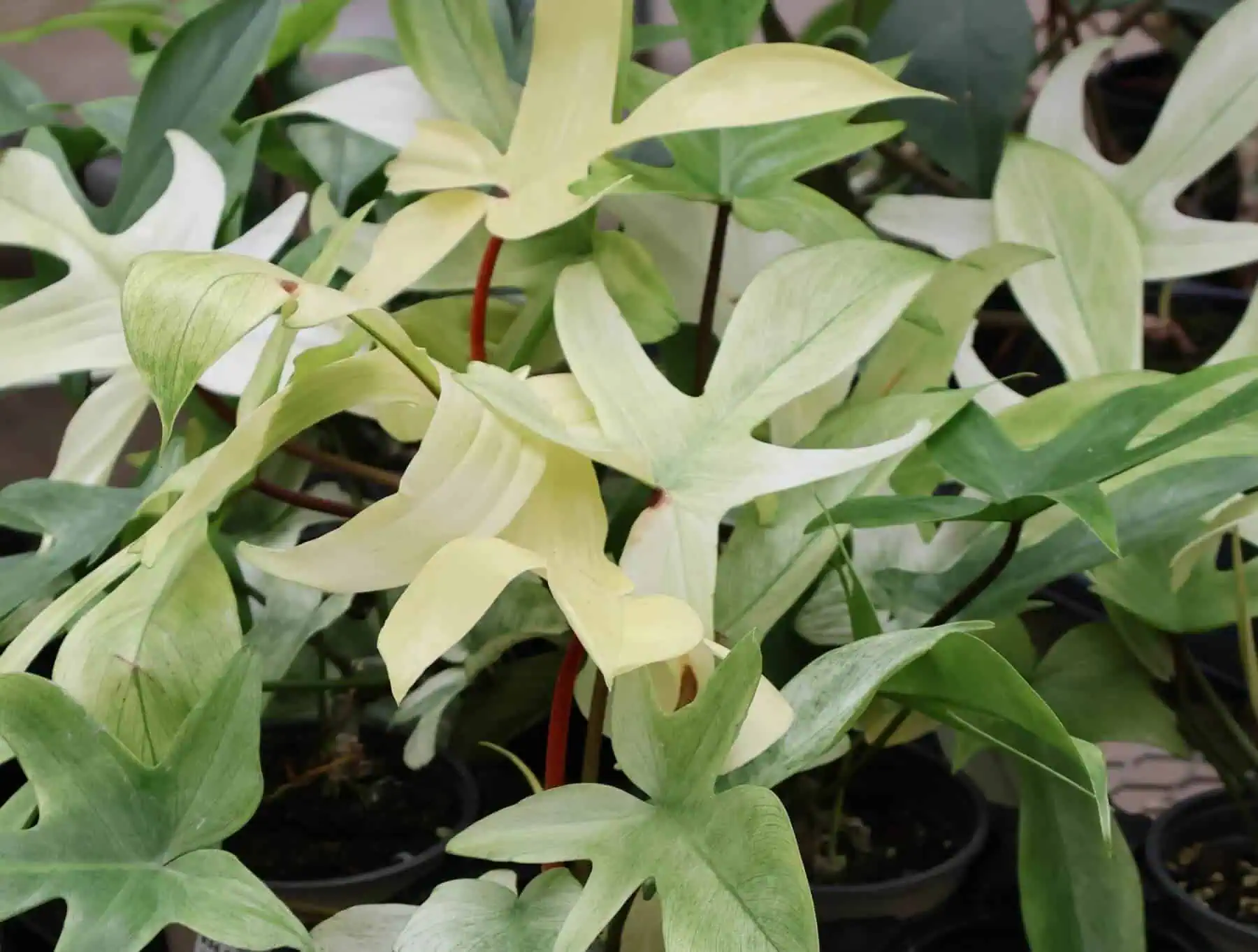 Florida Ghost Philodendron in Pots Featured